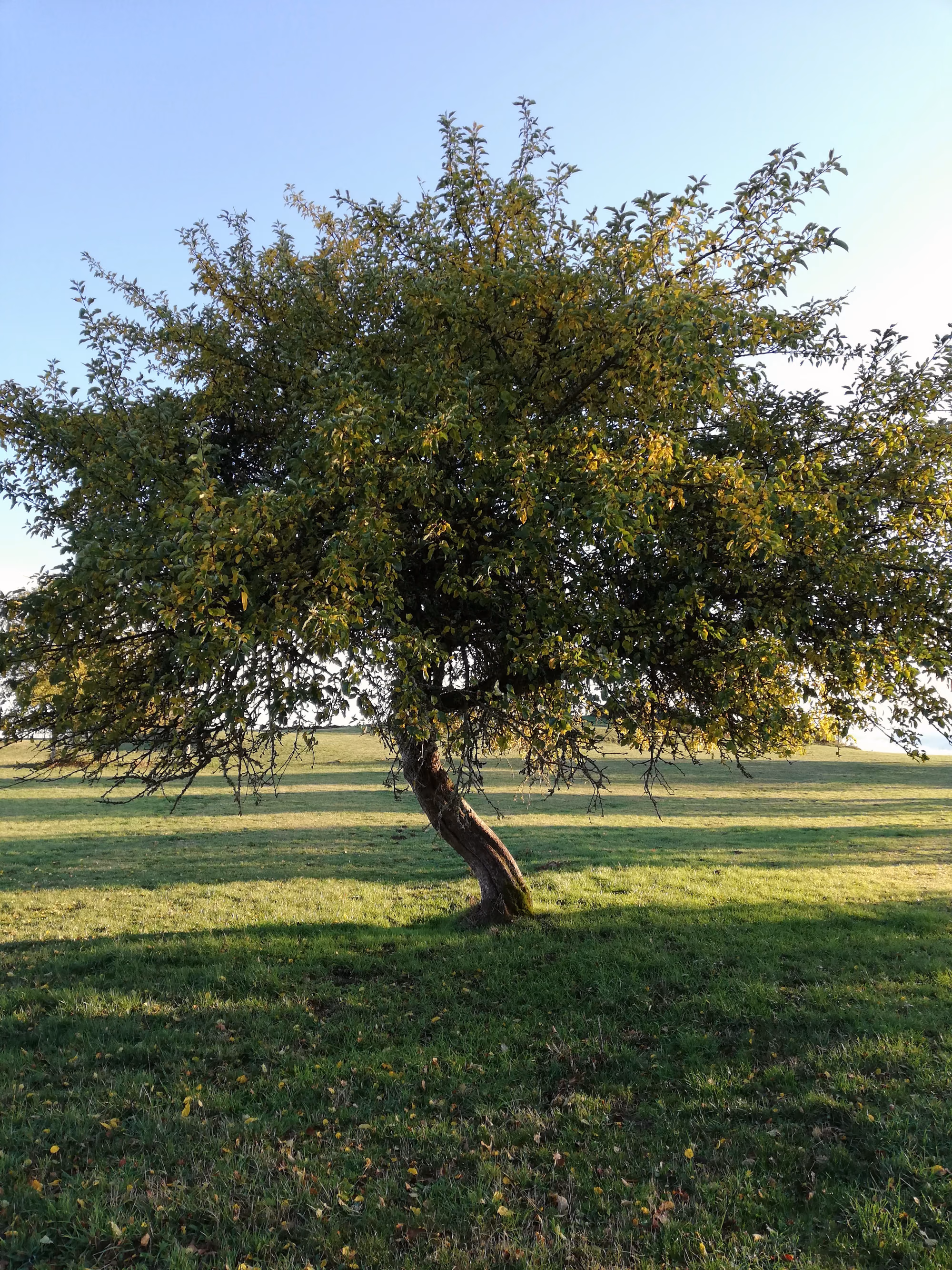 Pommier
